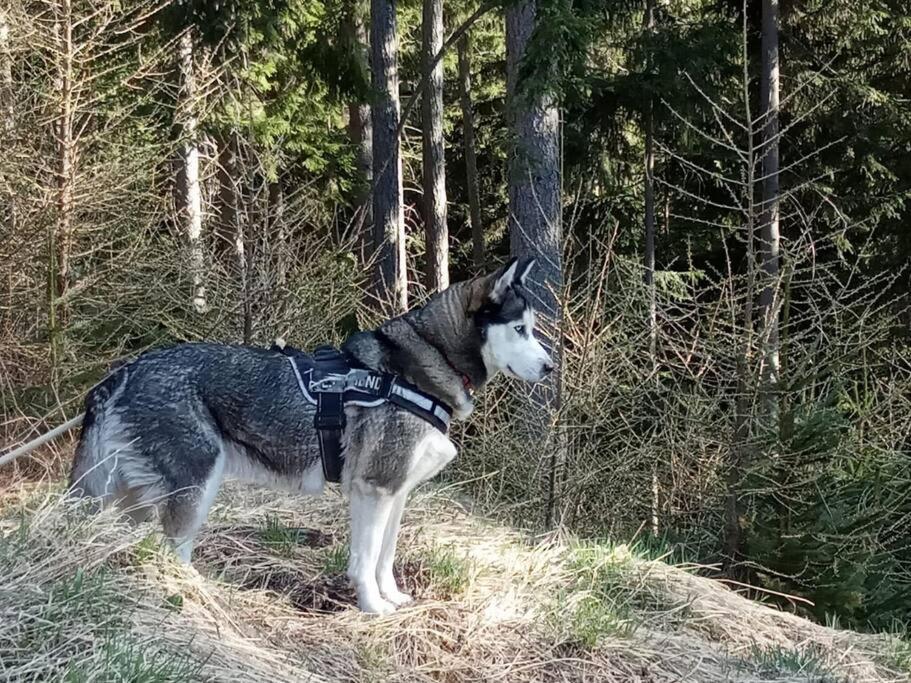 Wohnung Rheintal Im Alpenvorland Batschuns Zewnętrze zdjęcie